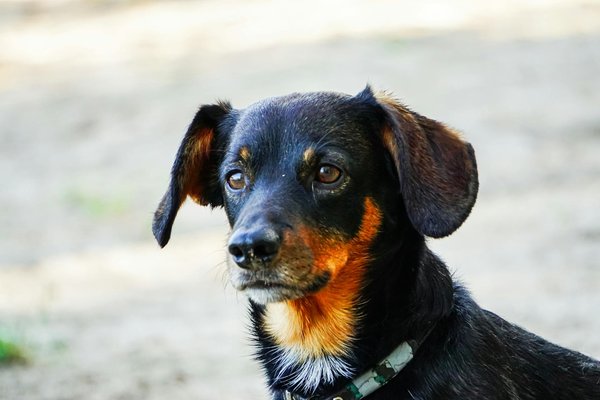 Animaux De Compagnie Bio