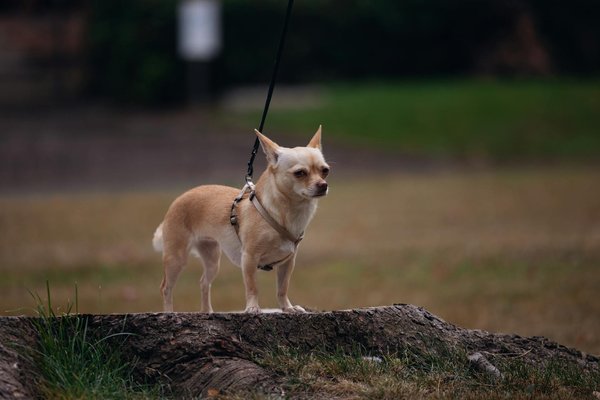 L'argument pour une assurance dentaire pour chiens