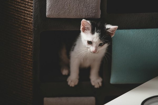 L'alimentation du chat diabétique : guide pratique