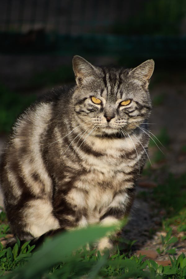 Jouez avec le chat pistolet : une expérience ludique inédite !